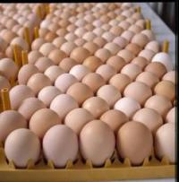 NEW White and Brown Fresh Chicken Eggs