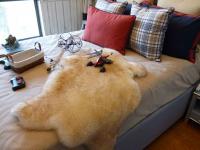 Faux Sheepskin Rug and Carpet