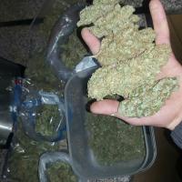 Buy High Grade Medical Marijuana | Weed For Sale