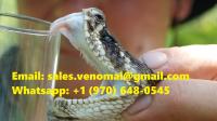 Buy Black-necked Spitting Cobra Snake Venom Online